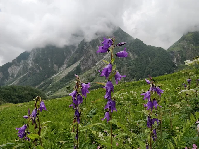 Valley of Flowers National Park