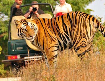 Corbett Night Stay