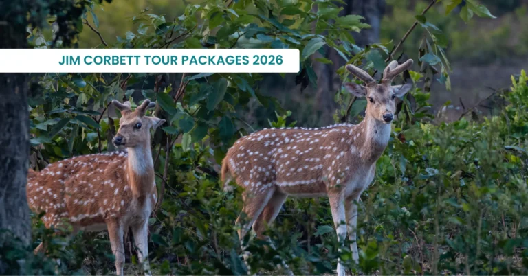 Jim Corbett Tour Packages: Best Packages & Prices 2026