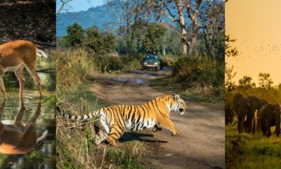 Jim Corbett