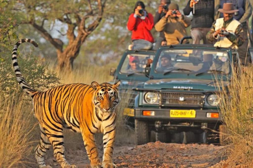 https://murohospitality.com/ranthambore-2-nights-package