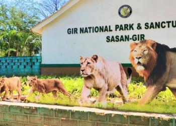 Gir National Park 2 Nights Package
