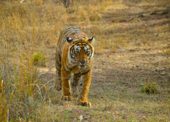 Ranthambore New Year Packages